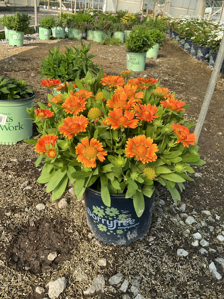 Gaillardia Gusto™ Orange Zest