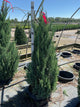 Juniperus chinensis 'Blue Point'