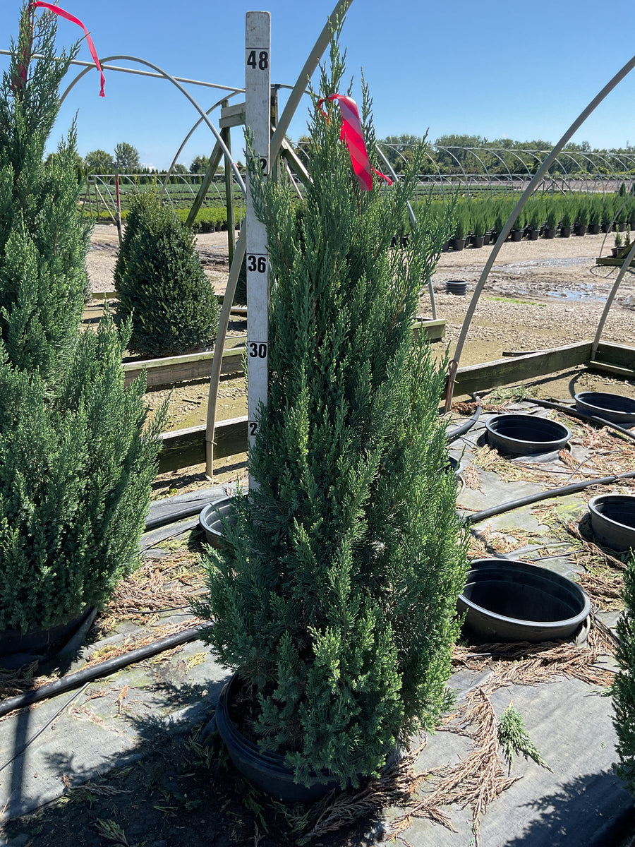Juniperus chinensis 'Blue Point'