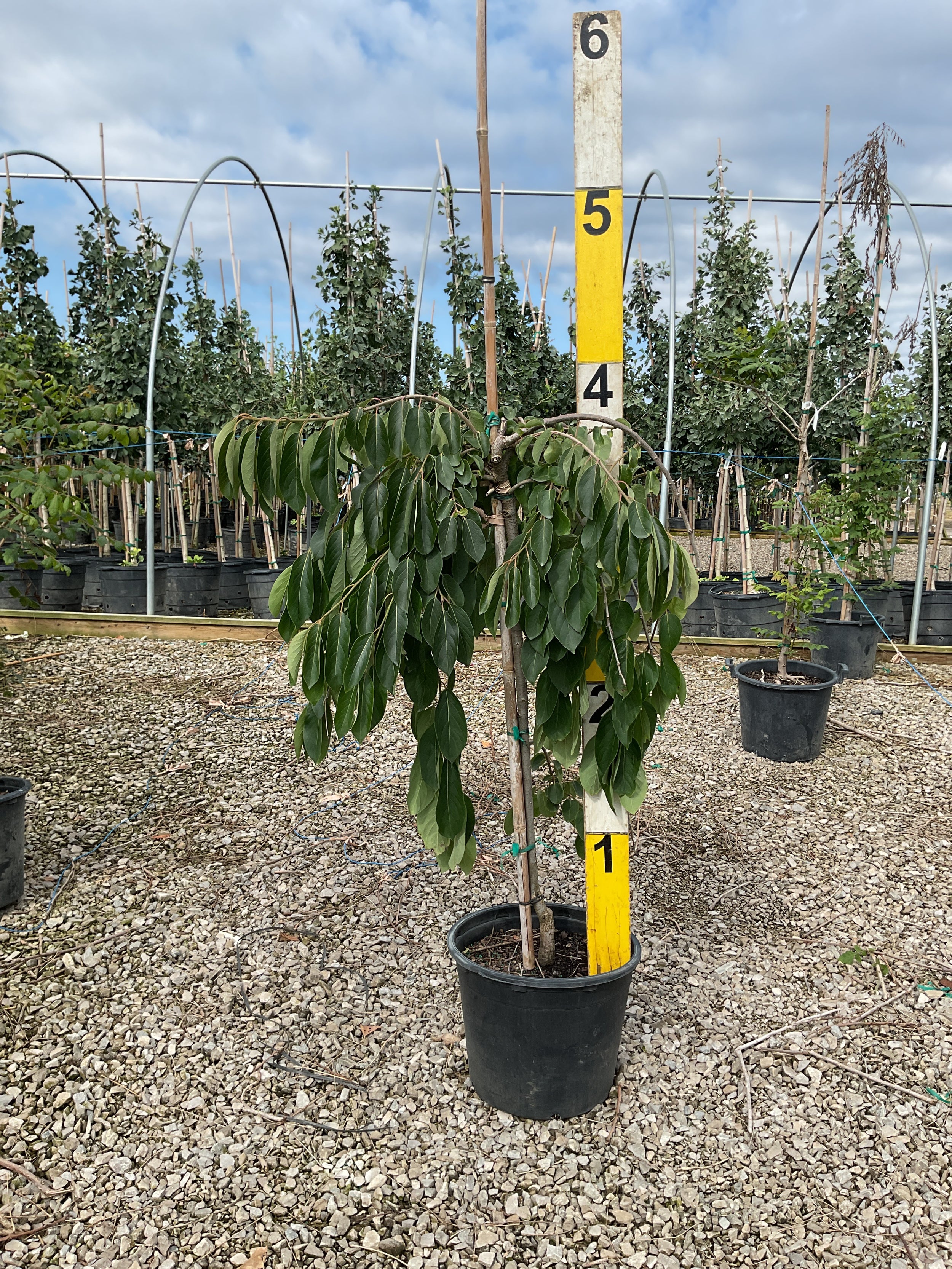 Diospyros virginiana 'Magic Fountain'