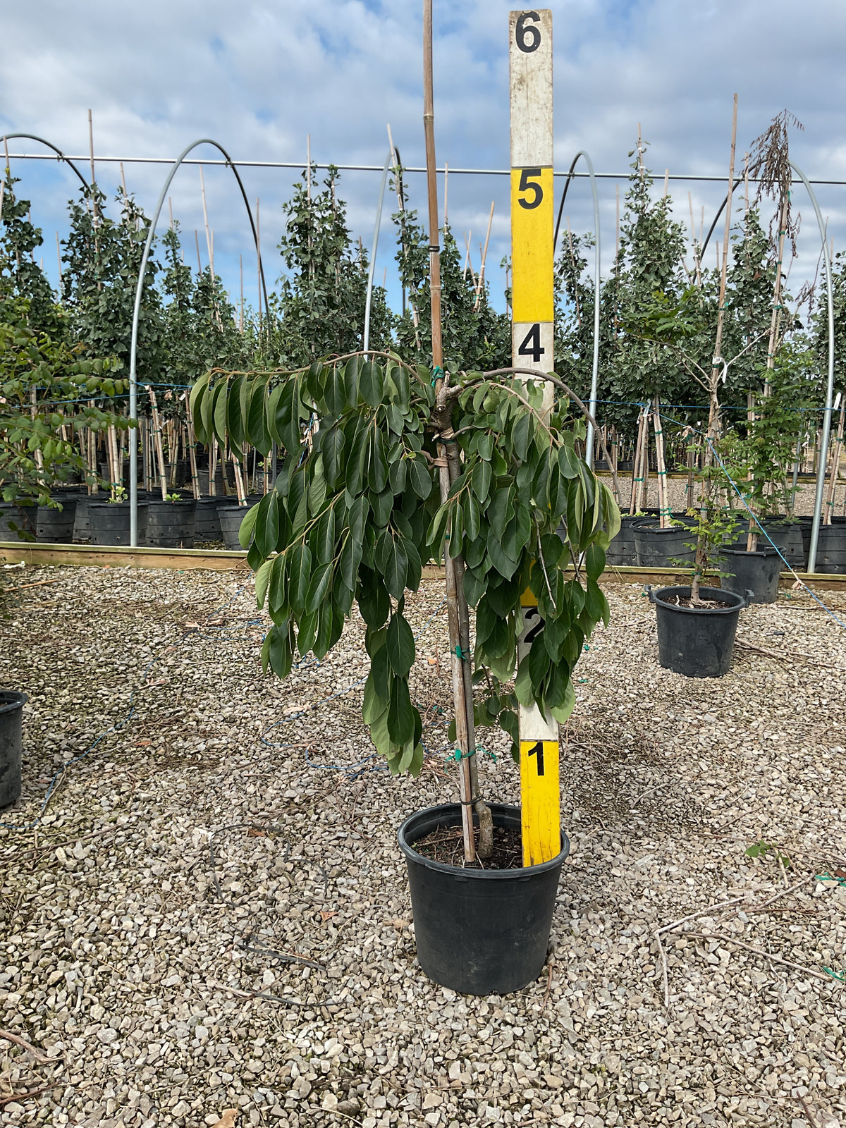 Diospyros virginiana 'Magic Fountain'
