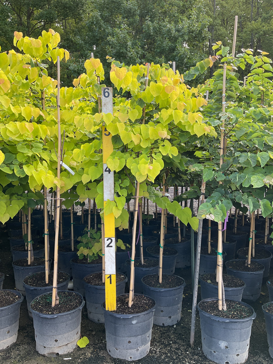 Cercis canadensis 'Hearts of Gold'
