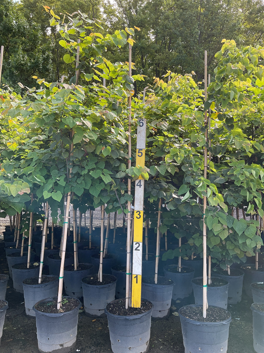 Cercis canadensis