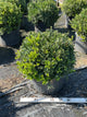 Buxus microphylla 'Green Velvet'