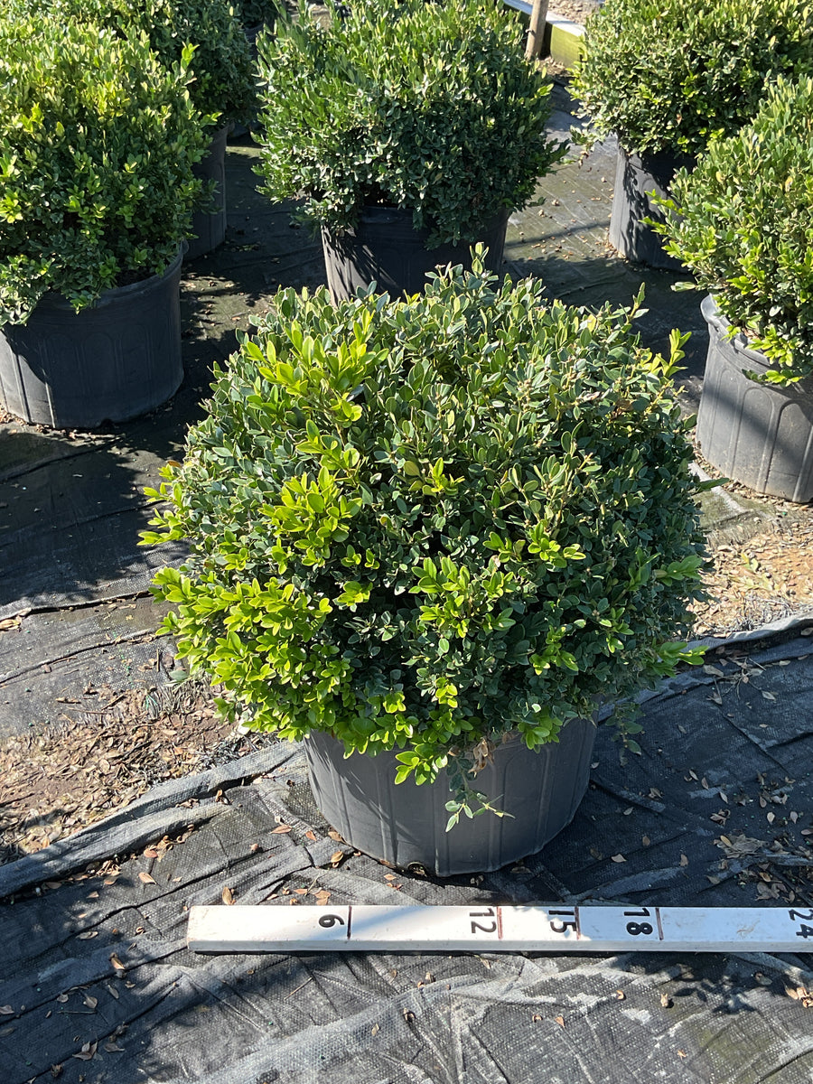 Buxus microphylla 'Green Velvet'