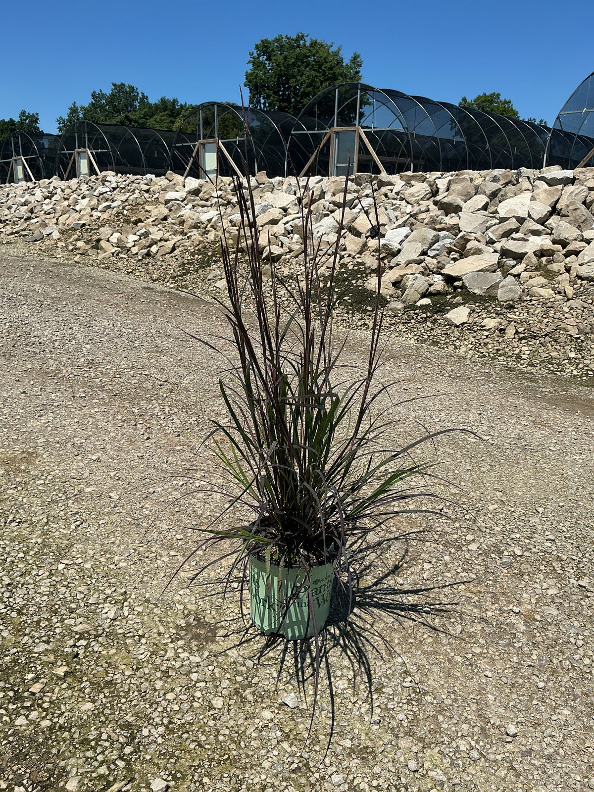 Andropogon 'And. Blackhawks'