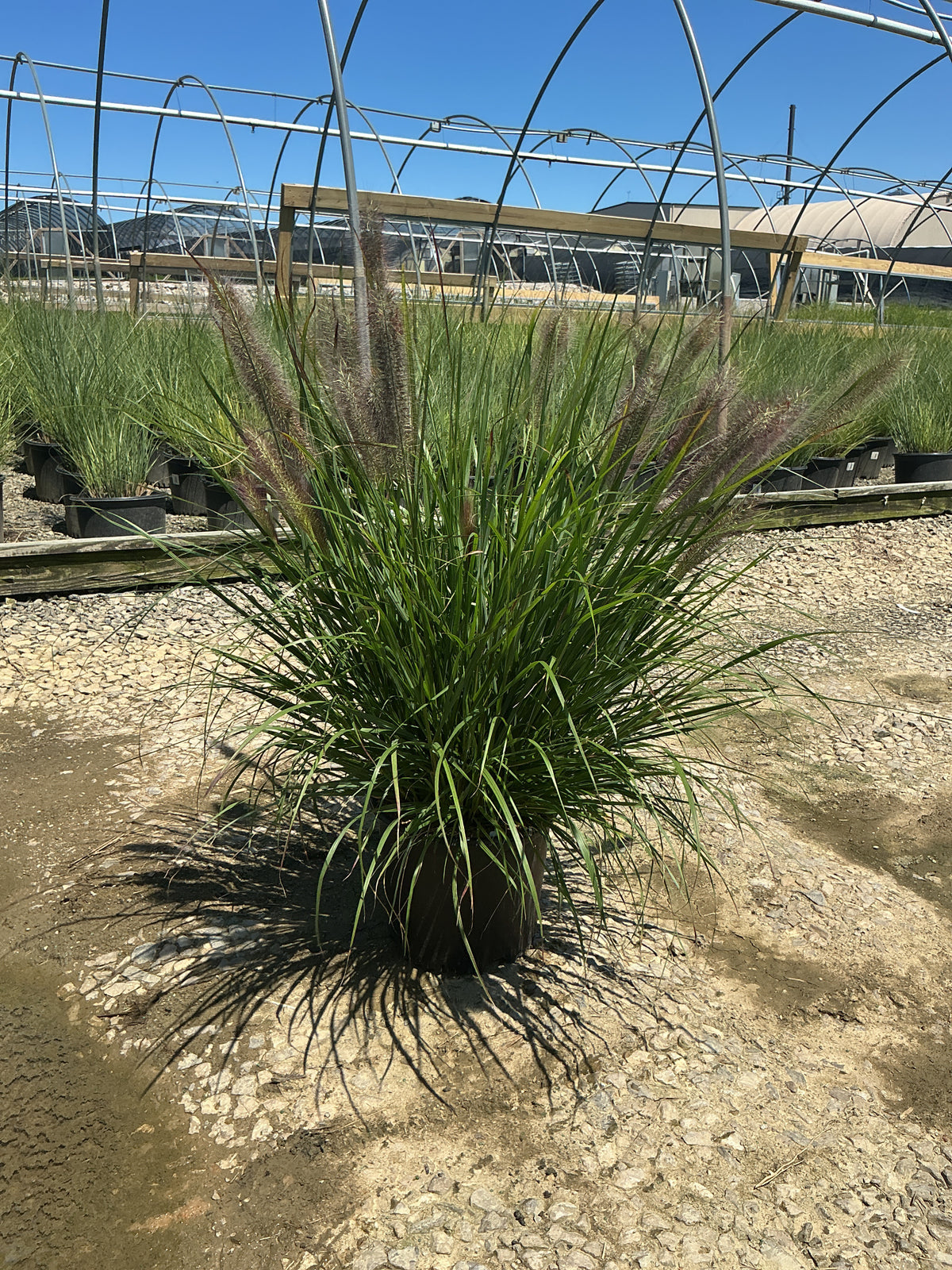 Pennisetum alopecuroides 'Red Head'