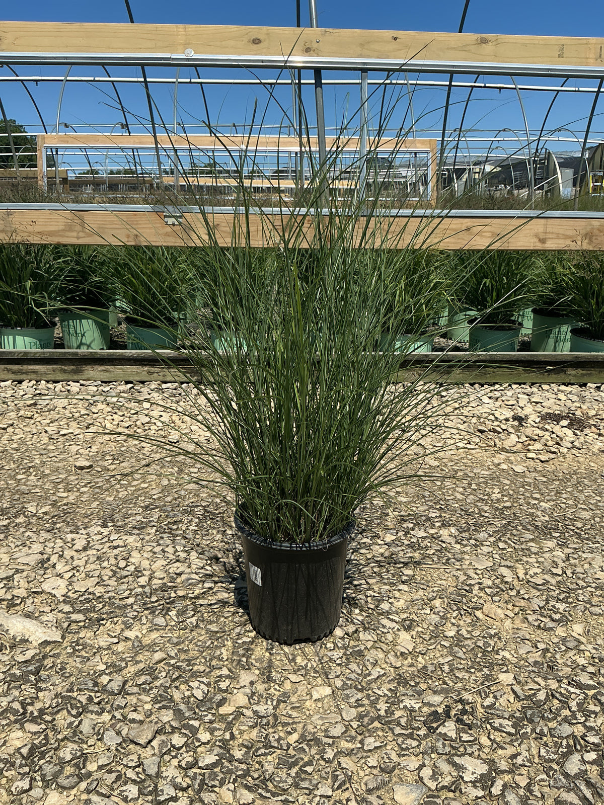 Miscanthus sinensis 'Gracillimus'