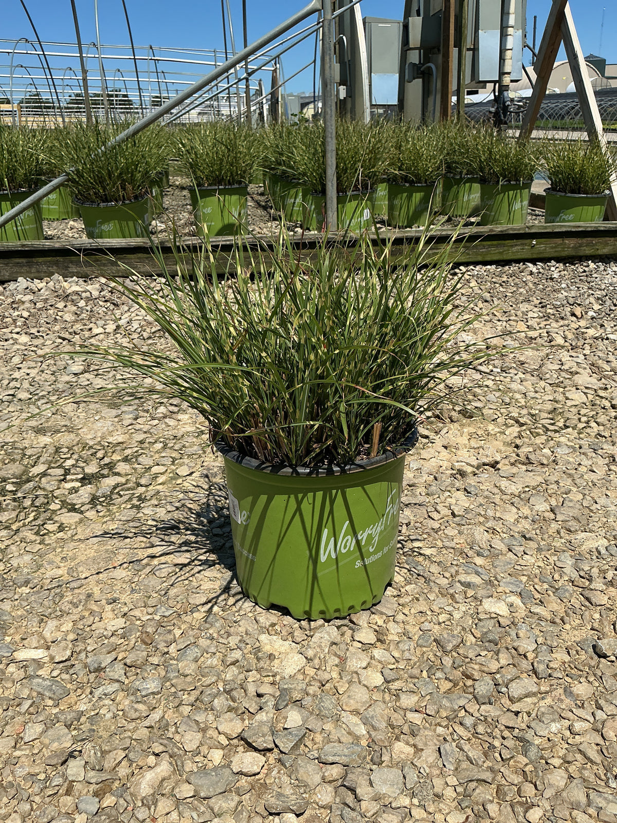 Miscanthus 'M. S. Bandwidth'