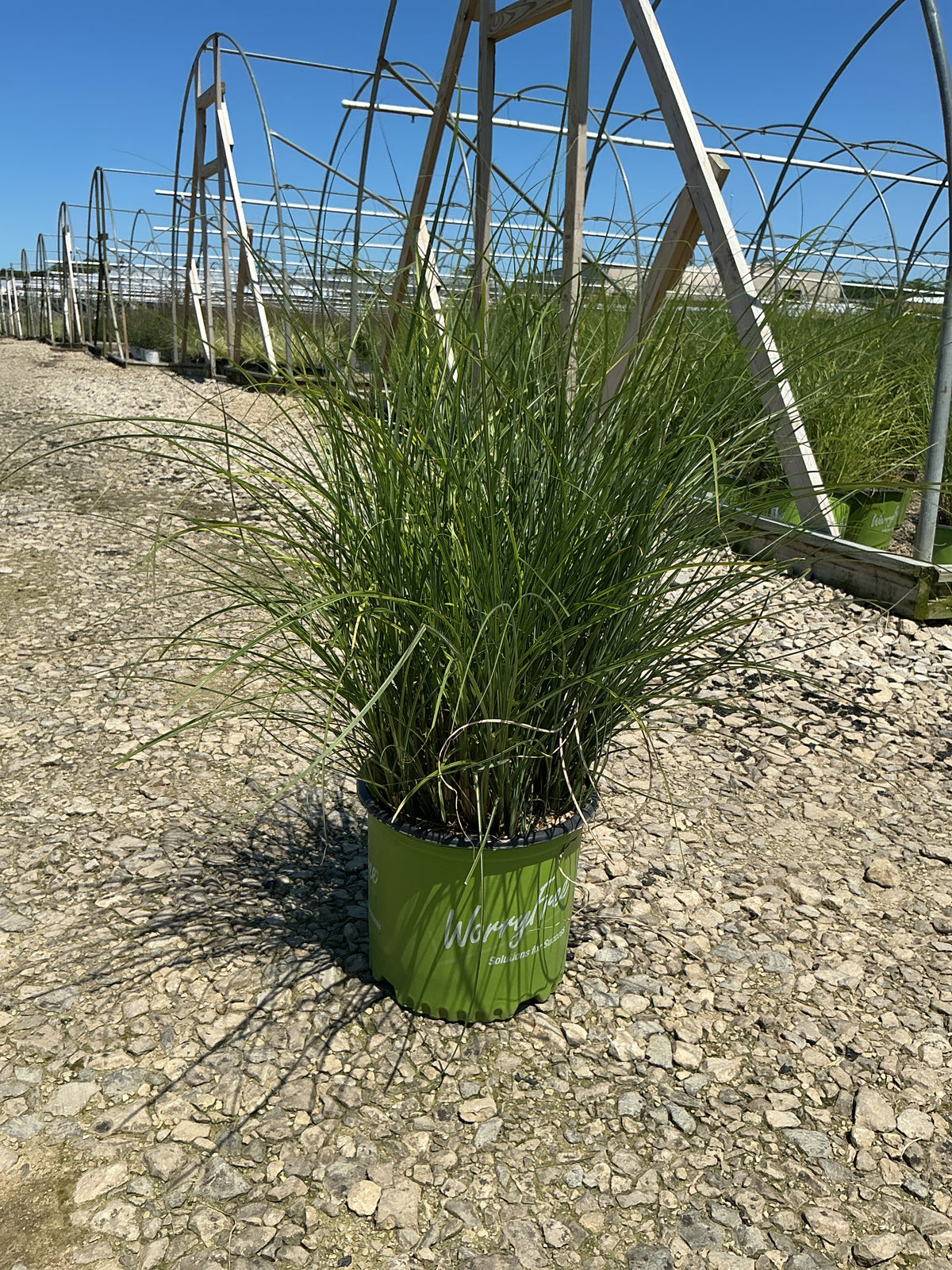 Miscanthus 'M. S. Scout'