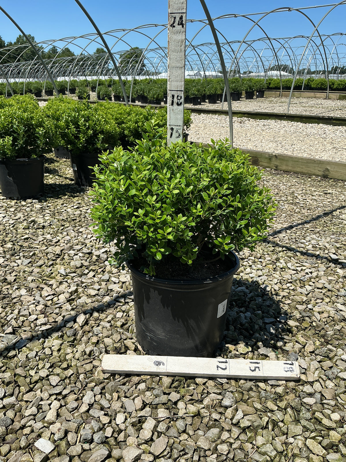 Ilex glabra 'Densa'