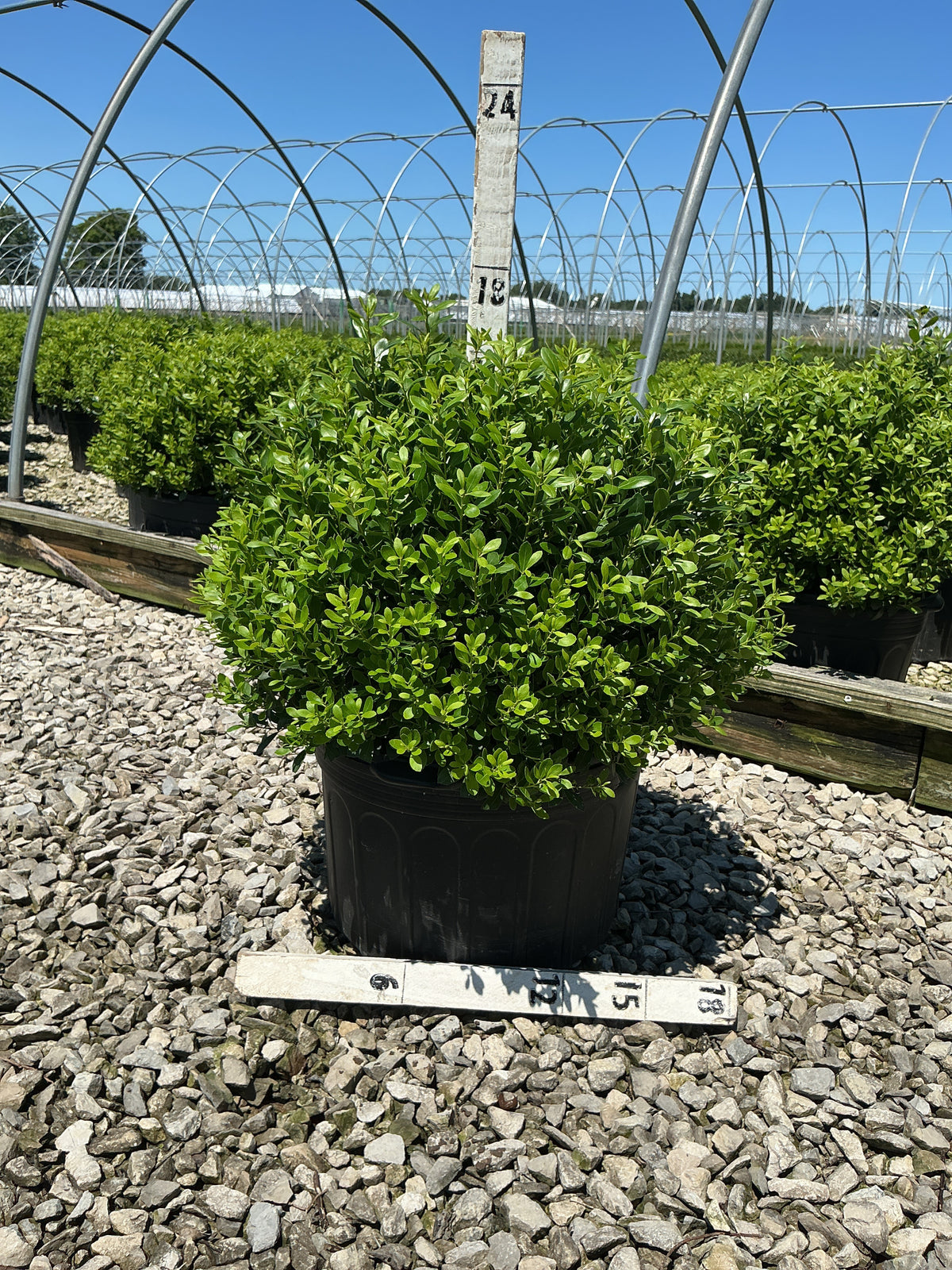 Ilex glabra 'Densa'