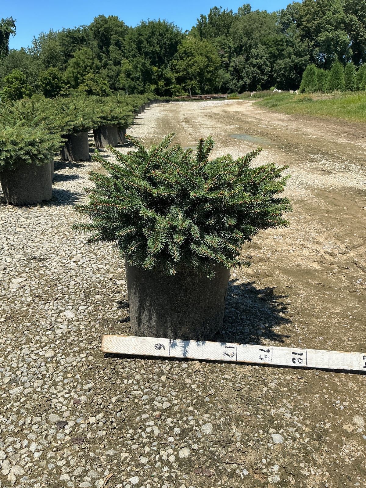 Picea abies 'Nidiformis'