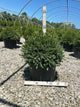 Buxus microphylla 'Green Gem'