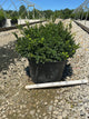 Buxus microphylla 'Little Missy'