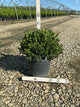 Buxus koreana x sempervirens 'Calgary'