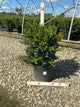 Buxus microphylla 'Green Beauty'