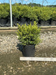 Buxus microphylla 'Green Gem'