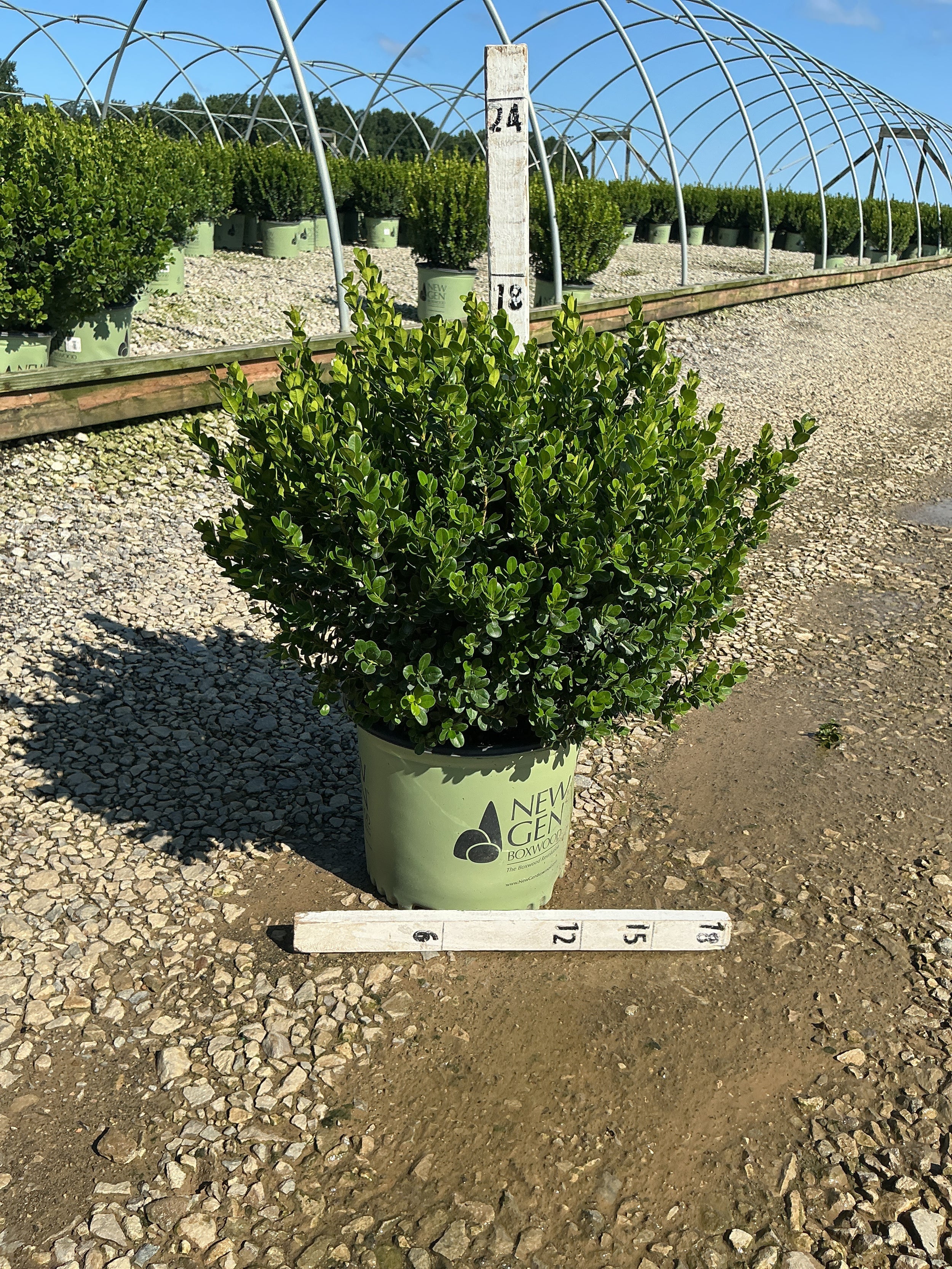 Buxus newgen 'Freedom'