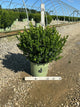 Buxus newgen 'Freedom'