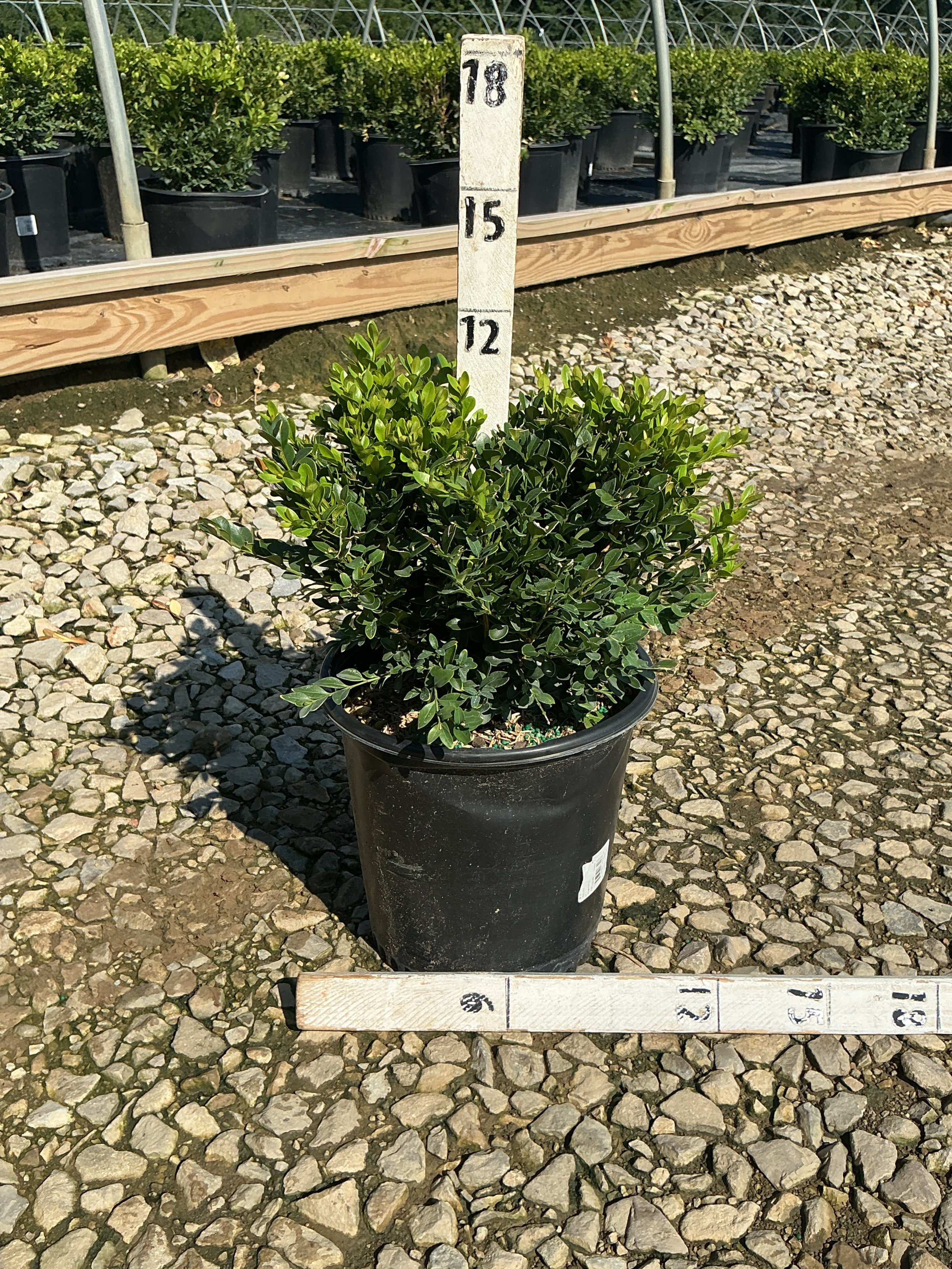 Buxus microphylla 'Green Velvet'