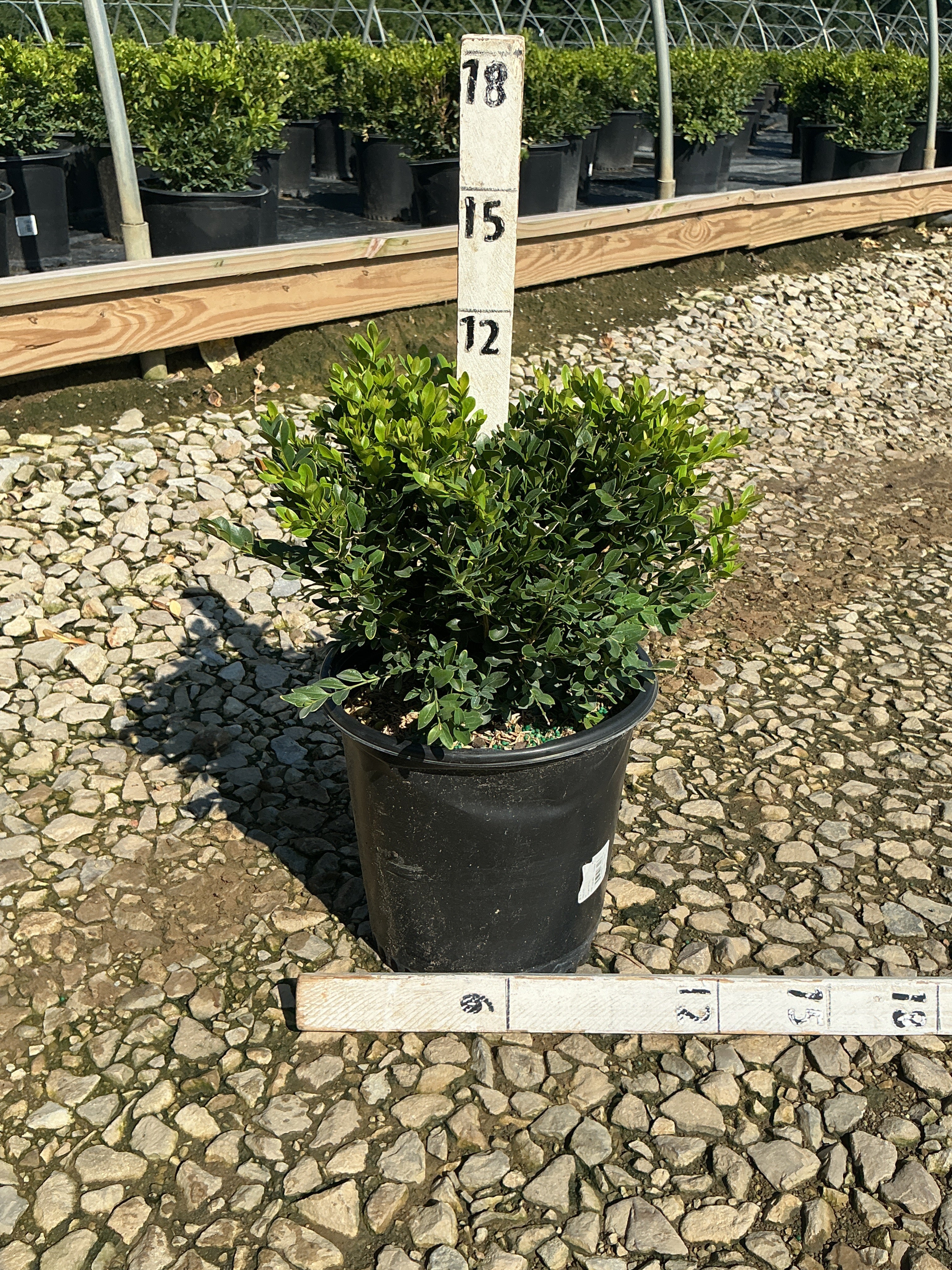 Buxus microphylla 'Green Velvet'