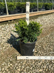 Buxus microphylla 'Green Velvet'