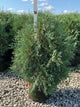 Thuja occidentalis 'Techny Mission'