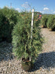 Thuja occidentalis 'Techny Mission'