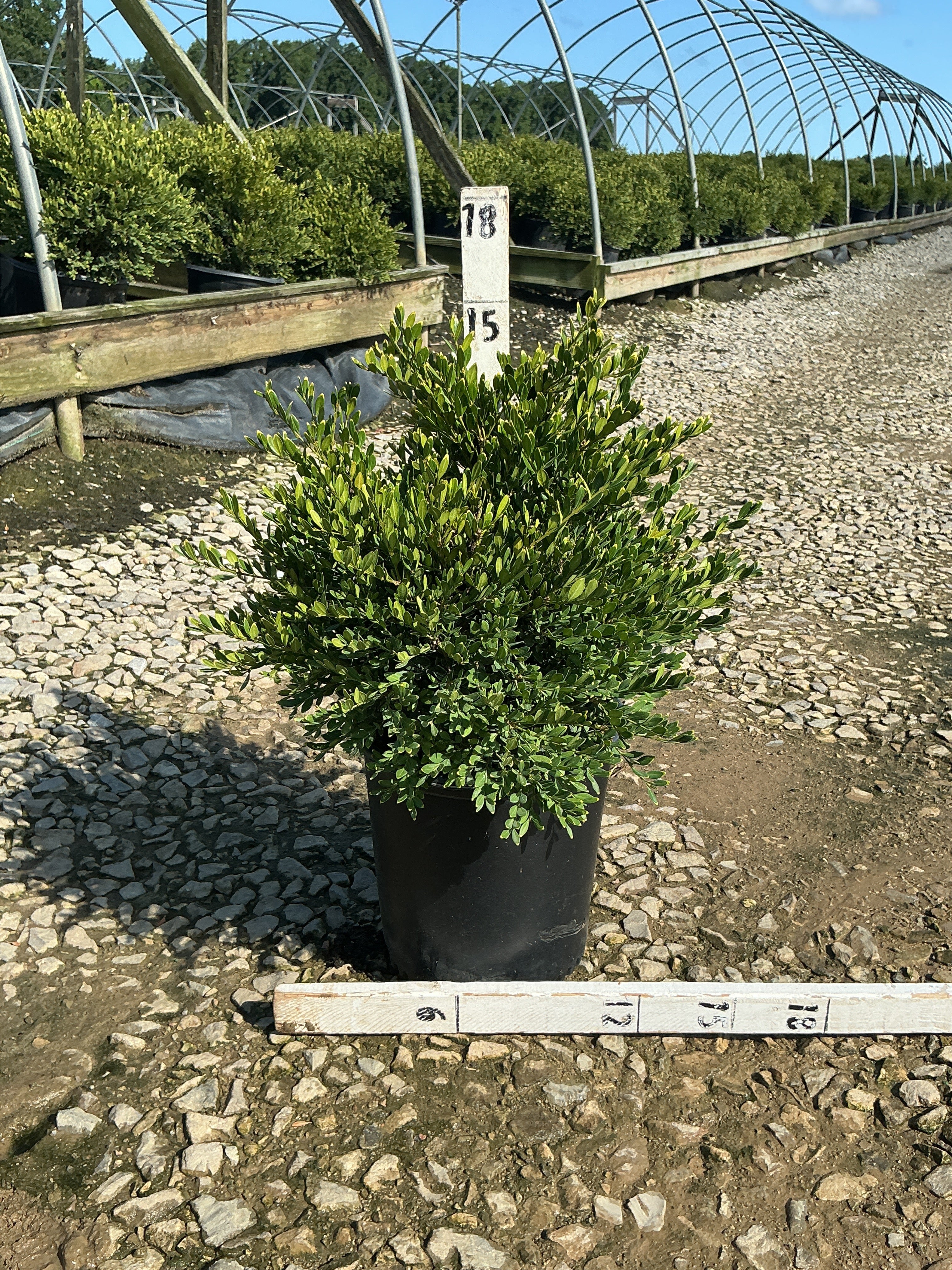 Buxus microphylla 'Green Gem'