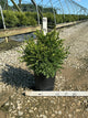 Buxus microphylla 'Green Gem'