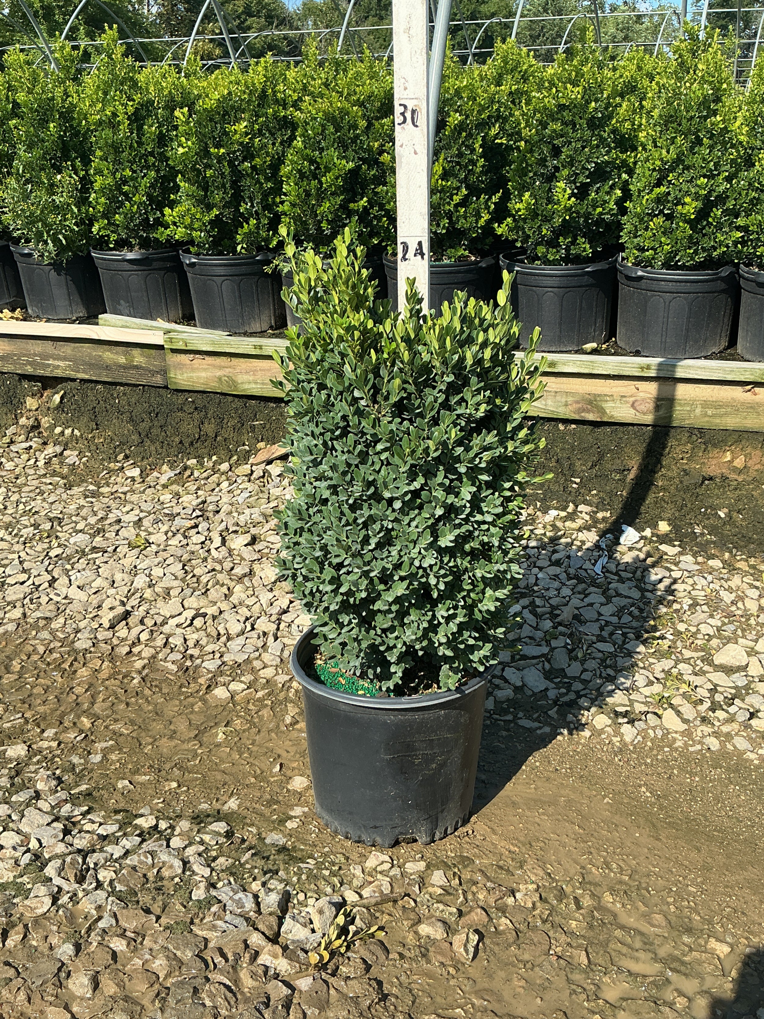 Buxus microphylla 'Green Mountain'