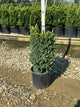 Buxus microphylla 'Green Mountain'