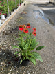 Echinacea artisan 'Red Ombre'