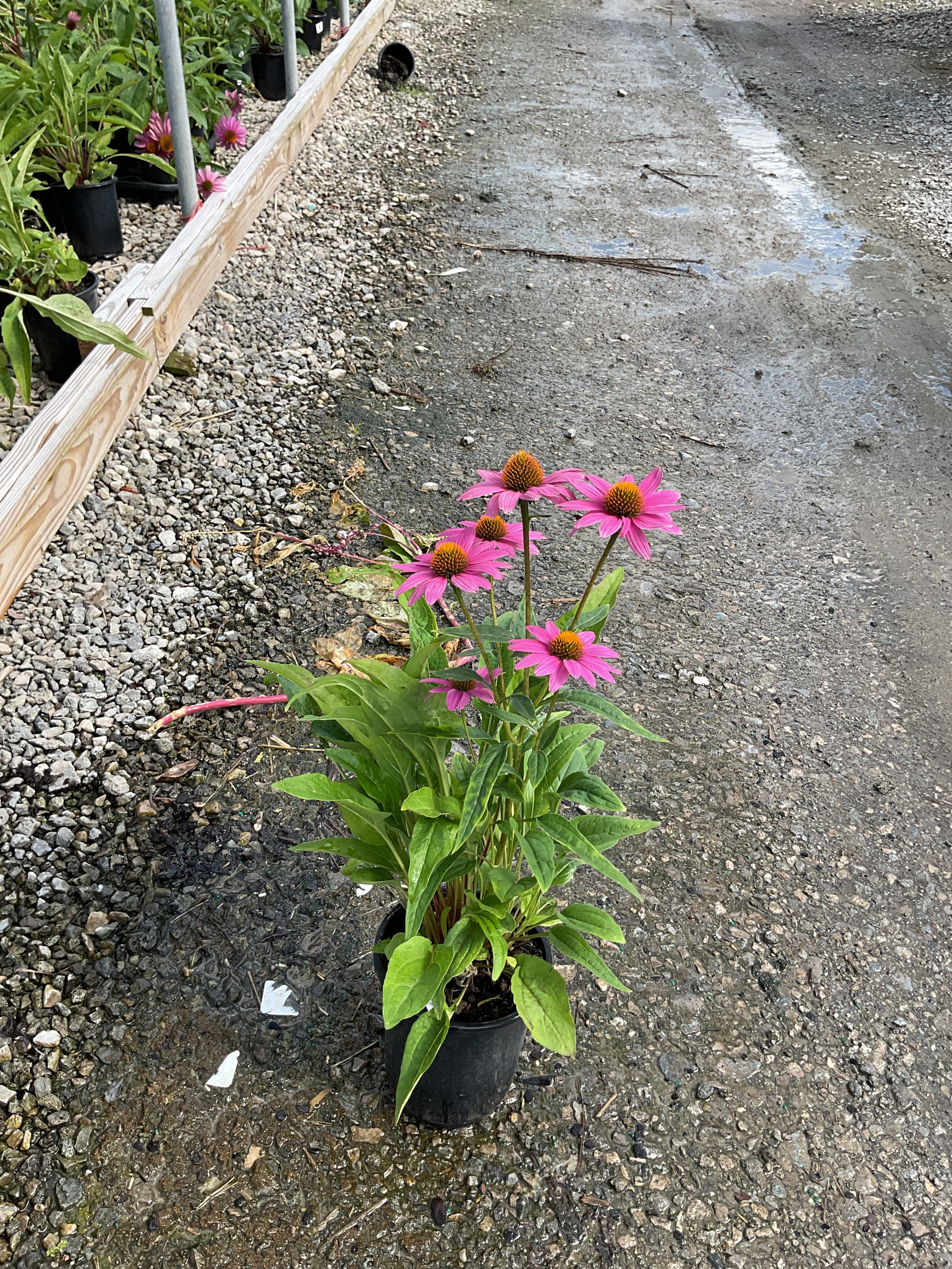Echinacea purpurea 'PowWow Wild Berry'