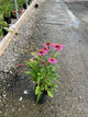 Echinacea purpurea 'PowWow Wild Berry'