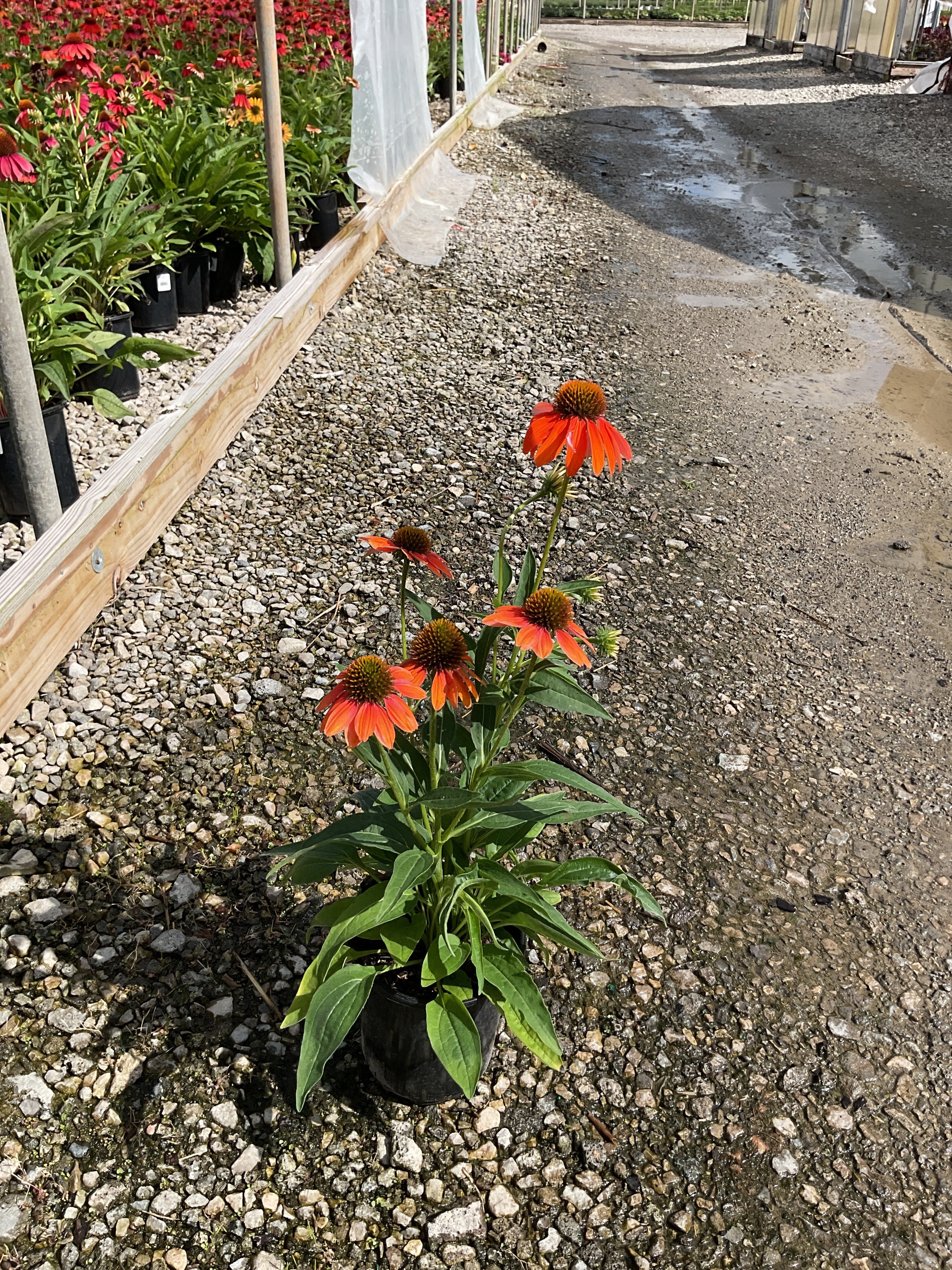 Echinacea artisan 'Soft Orange'