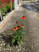 Echinacea artisan 'Soft Orange'