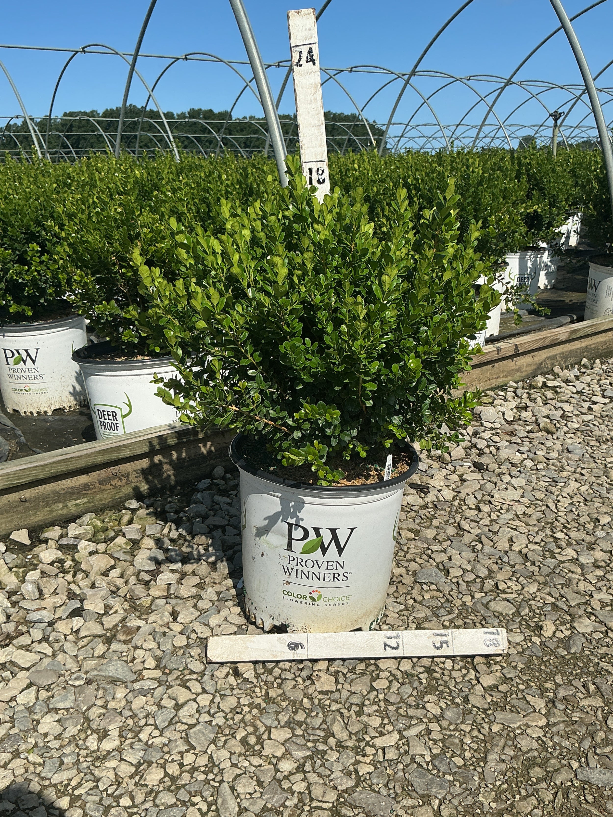 Buxus newgen 'Freedom'
