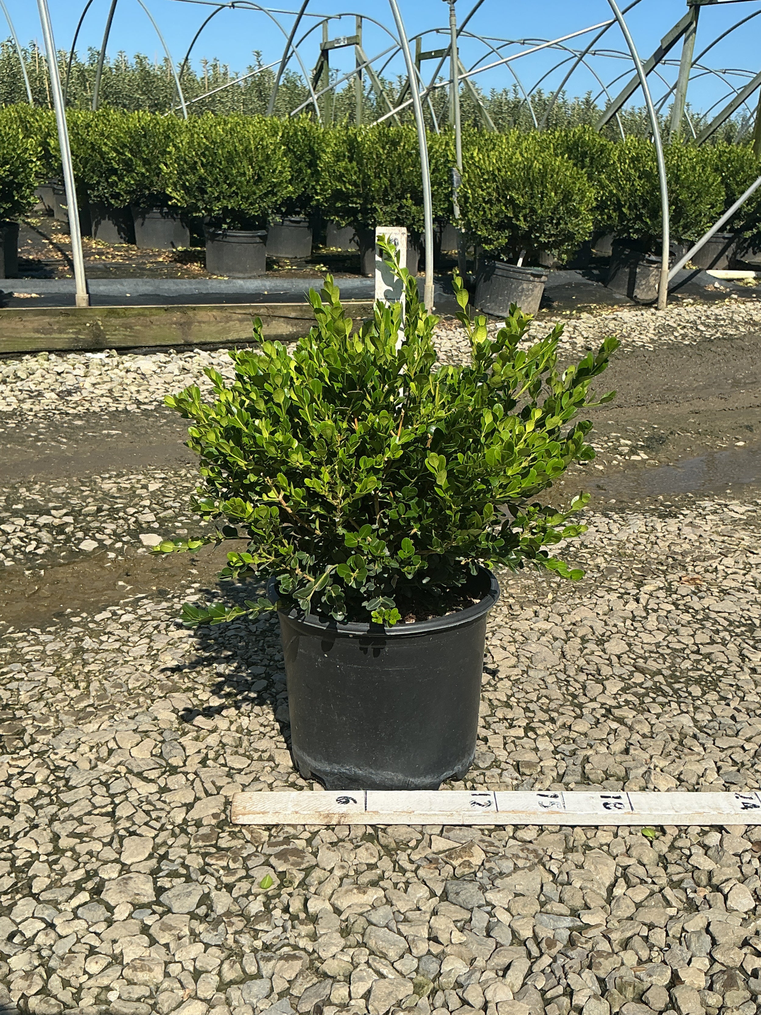 Buxus microphylla 'Winter Gem'