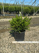 Buxus microphylla 'Winter Gem'