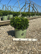 Buxus newgen 'Independence'