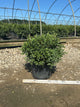 Buxus x 'Flat-Tery'