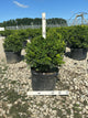 Buxus newgen 'Independence'
