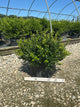 Buxus microphylla 'Little Missy'