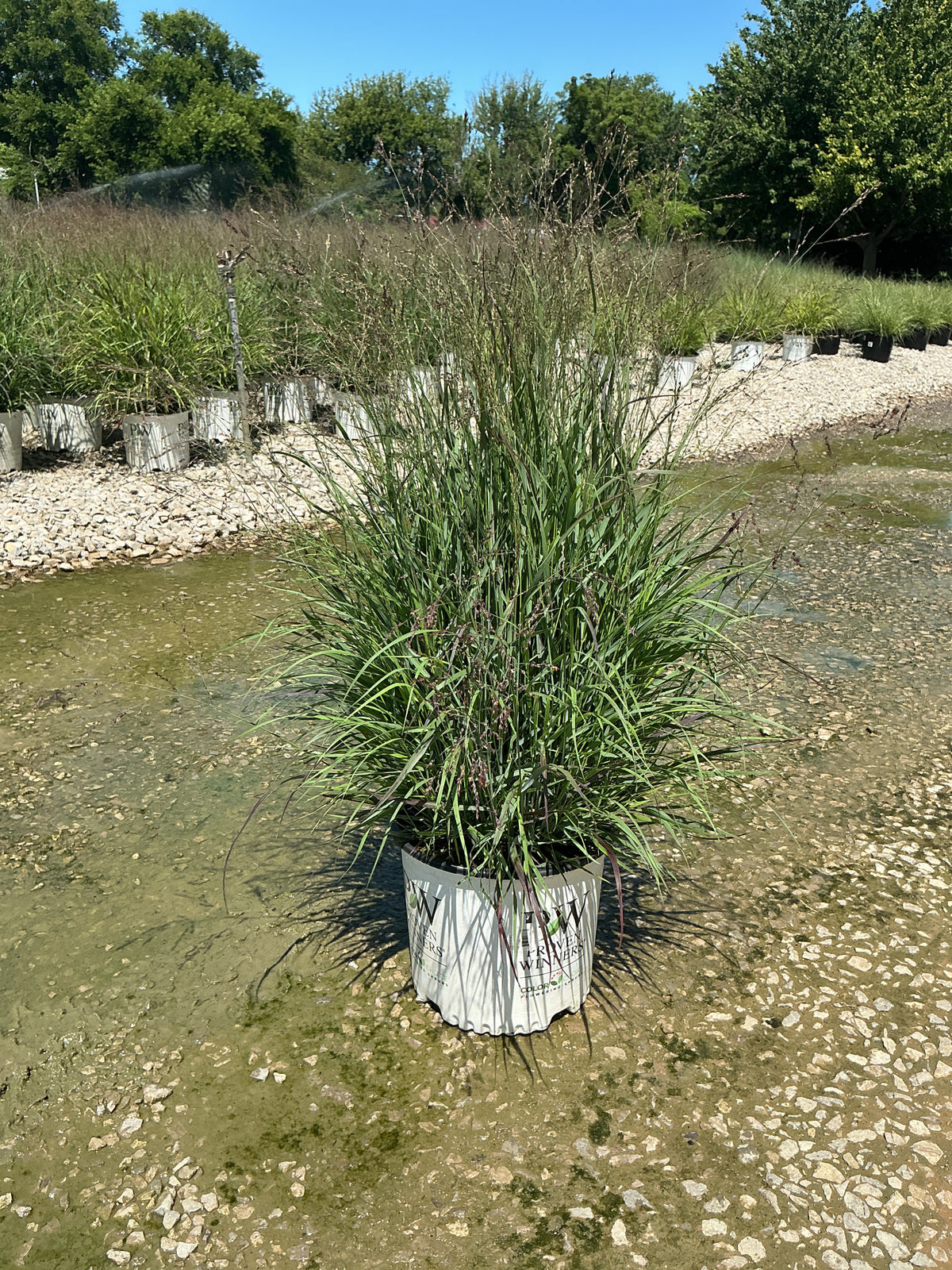 Panicum virgatum 'Cheyenne Sky'