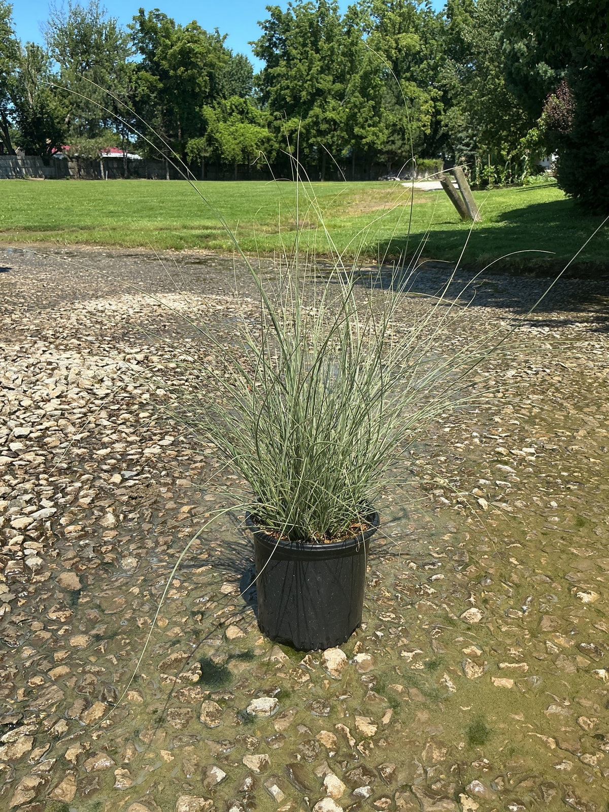 Miscanthus sinensis 'Morning Light'