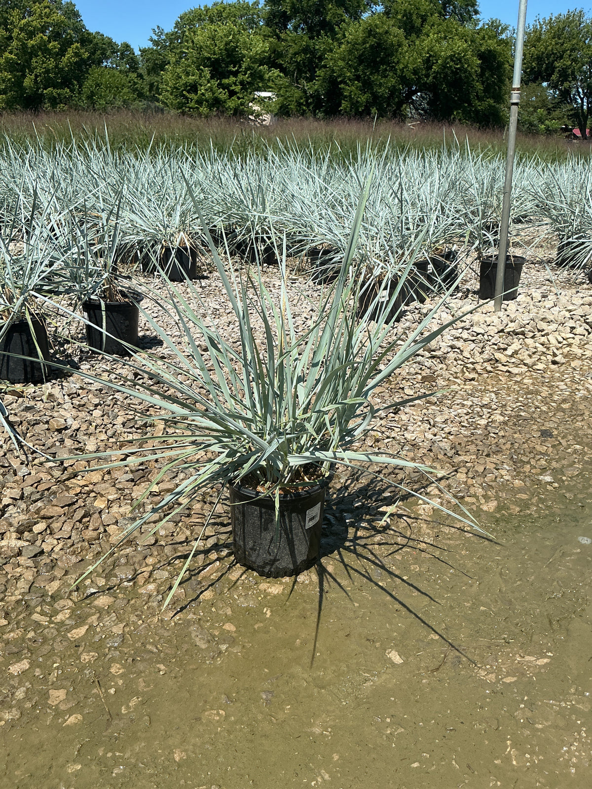 Leymus 'A. Blue Dune'