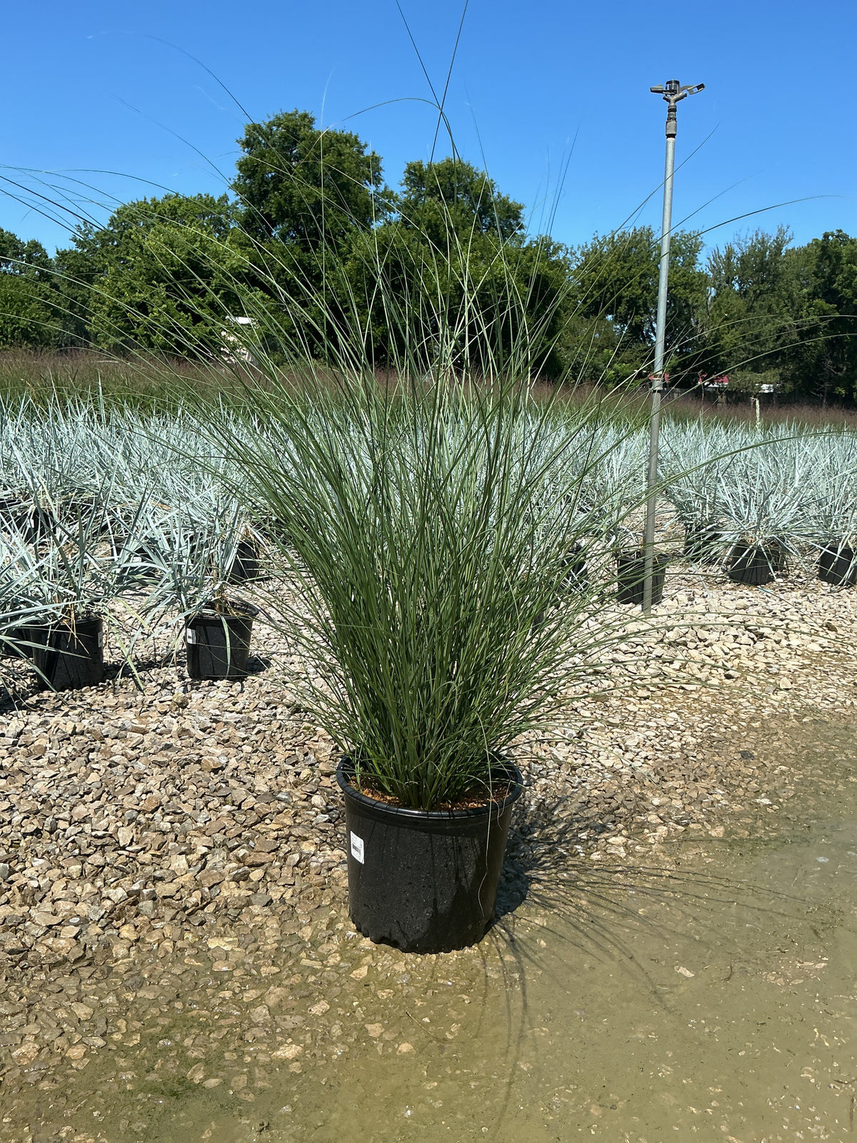 Miscanthus sinensis 'Gracillimus'