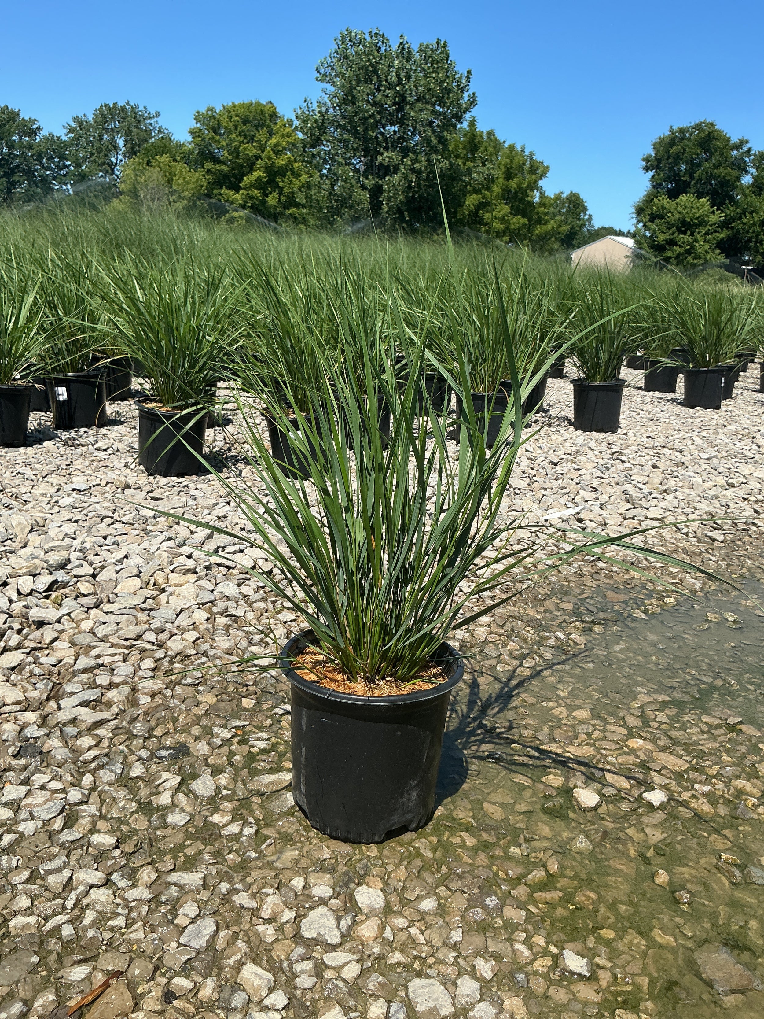 Calamagrostis x acutiflora 'Karl Foerster'